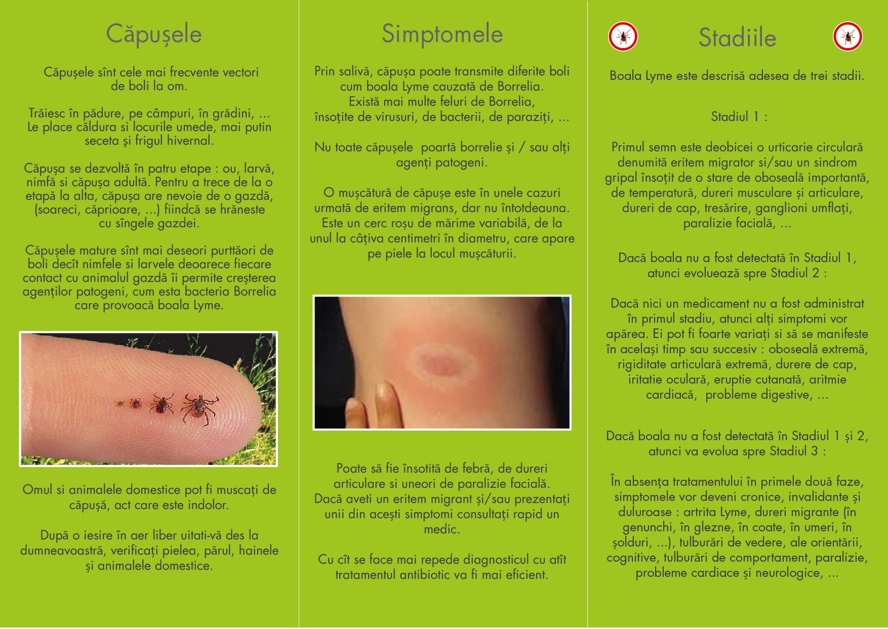 Fotografie papilomavirus pe organele genitale